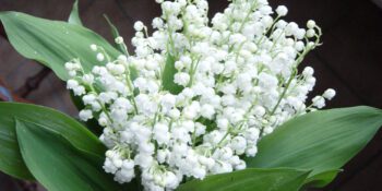 Les infirmières du Haut Rhin, peuvent fêter le 1er mai !!!